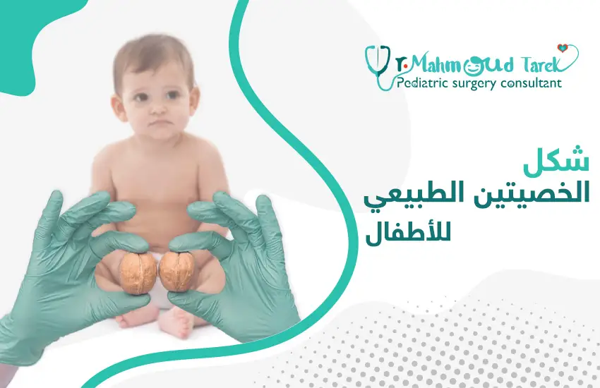 شكل-الخصيتين-الطبيعي-للاطفال شكل الخصيتين الطبيعي للأطفال